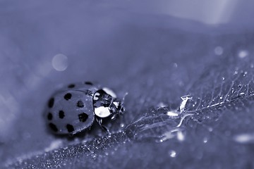 Image showing Lady Bug