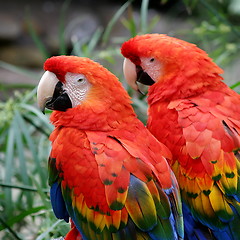 Image showing Scarlet Macaws