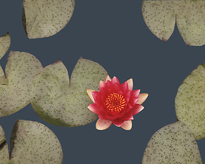 Image showing Red Lily