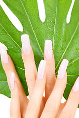 Image showing female hands with green leaf