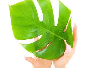 Image showing female hands with green leaf