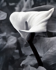 Image showing White Lily