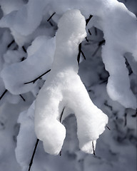 Image showing Snow on limb