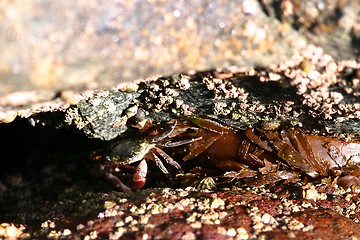 Image showing Crab