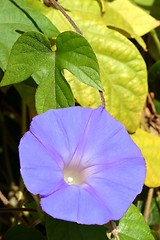 Image showing Purple Morning Glory