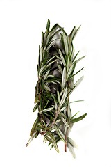 Image showing Rosemary