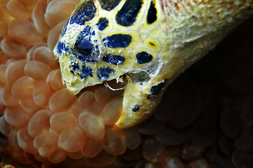 Image showing Hawksbill turtle eating 