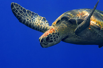 Image showing Green turtle 