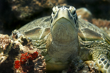 Image showing Green turtle 