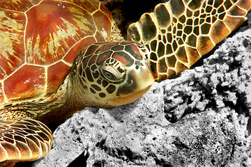 Image showing Green turtle 