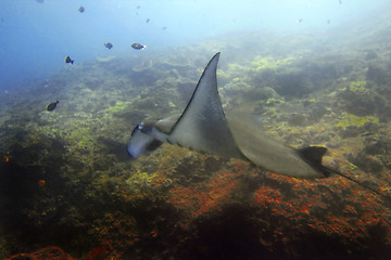 Image showing Manta ray 