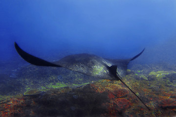 Image showing Manta ray 
