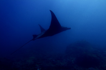 Image showing Manta ray 
