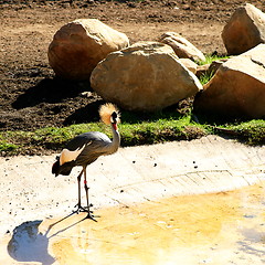 Image showing East African Crowned Crane