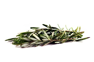 Image showing Rosemary