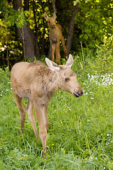 Image showing Baby moose