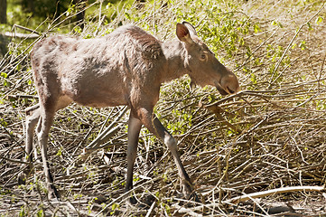 Image showing Yearling moose