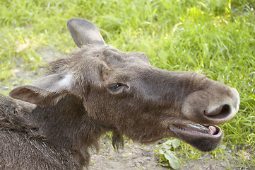 Image showing  moose