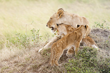 Image showing African lioness with two  cubs