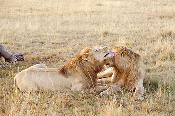 Image showing Pair of african lions in front of their kill