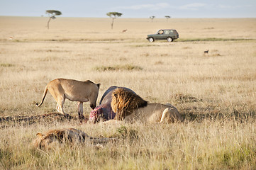 Image showing Lions pride feeding on hippo  kill