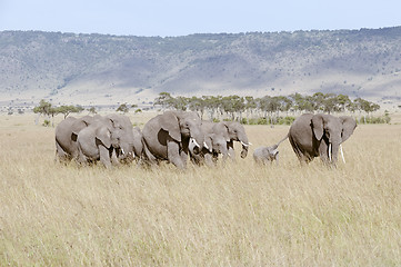 Image showing Herd of elephants 