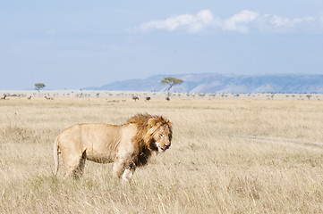 Image showing African lion  lick itself