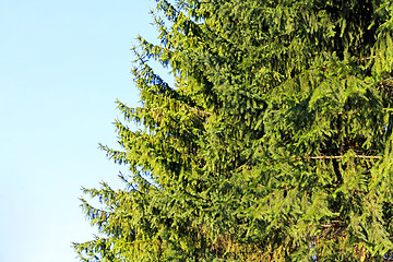 Image showing Evergreen tree