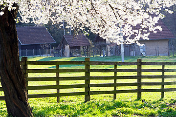 Image showing Blossom and fence