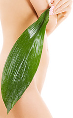 Image showing female torso with green leaf over white