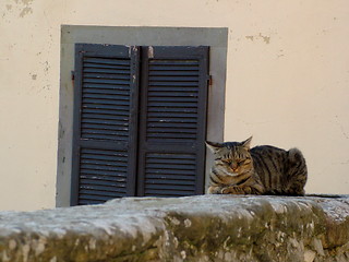 Image showing cat in Cortona