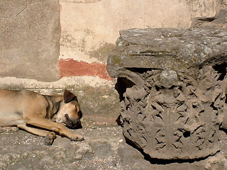 Image showing dog in the ruins at Pompeii