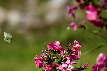 Image showing Flying brimstone butterfly