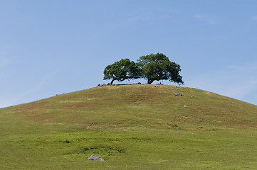 Image showing Two tree hill