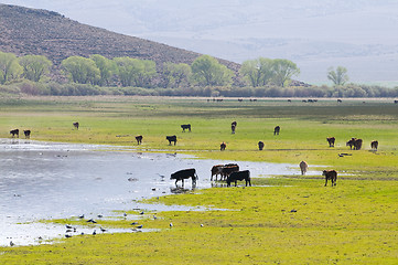 Image showing Cattle