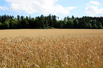 Image showing Cornfield with Forest