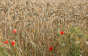 Image showing Cornfield