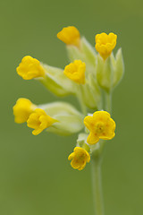 Image showing Cowslip