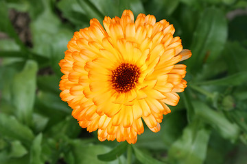 Image showing Marigold