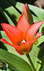 Image showing Red Tulip