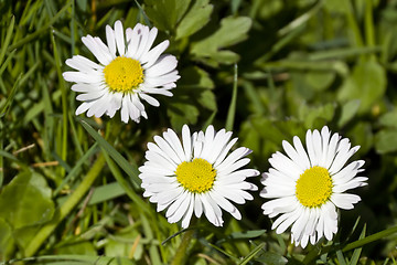 Image showing Daisy