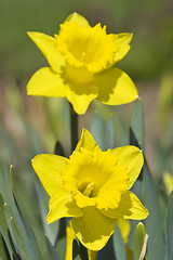 Image showing Yellow Daffodil