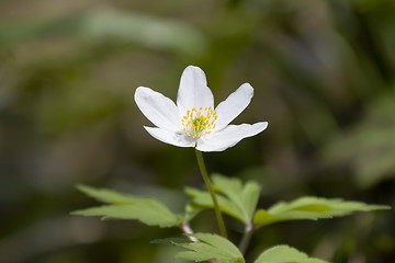 Image showing Anemone