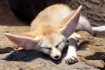 Image showing Fennec