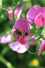 Image showing Bee in Work