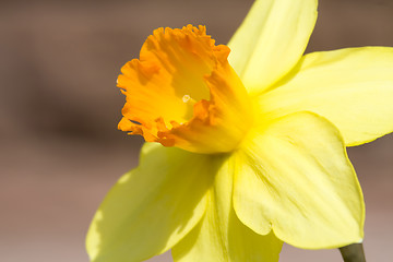 Image showing Daffodil