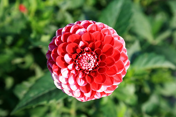 Image showing Red Dahlia