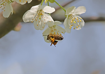 Image showing Bee in Flight