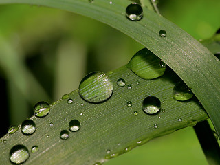 Image showing water droplets