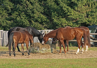 Image showing Horses